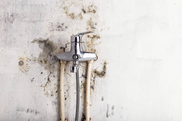 Best Residential Mold Remediation in Beaver Dam, WI