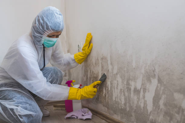 Best DIY Mold Remediation Support Services in Beaver Dam, WI
