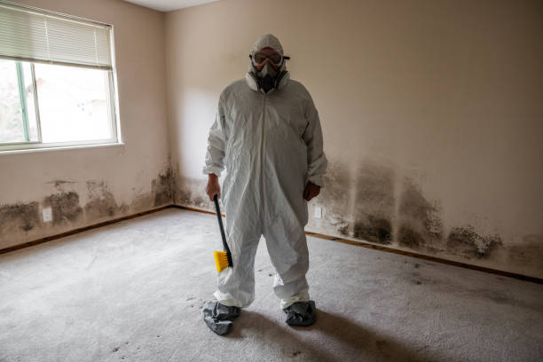 Best Black Mold Remediation in Beaver Dam, WI