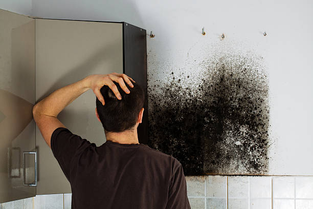 Best Commercial Mold Remediation in Beaver Dam, WI