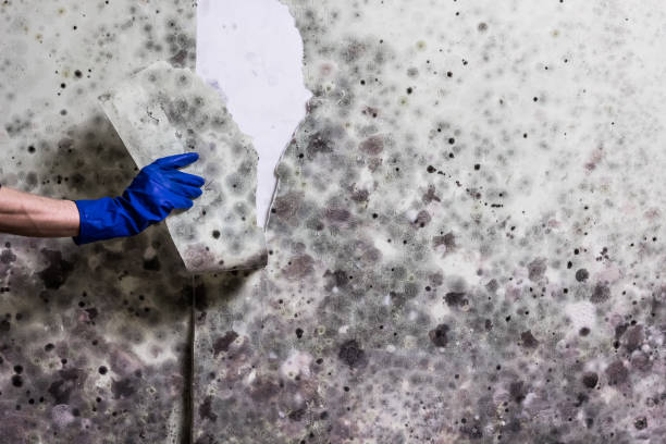 Best Industrial Mold Remediation in Beaver Dam, WI