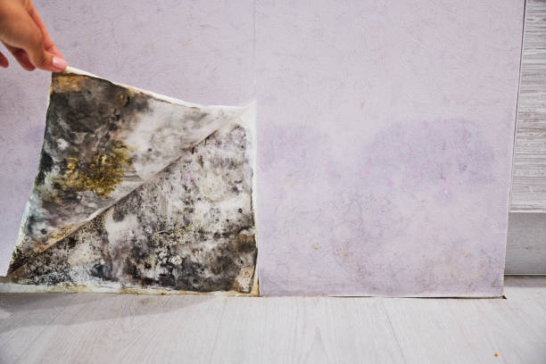 Best Emergency Mold Remediation in Beaver Dam, WI